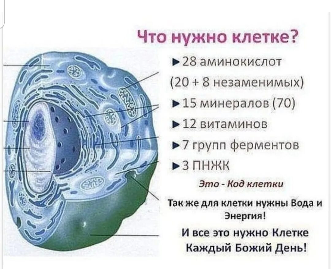 Состав человеческой клетки. Клетки десять на десять поле. Вольвокс колониальный организм. Строение ядра животных клеток. План местности разбит на клетки каждая.