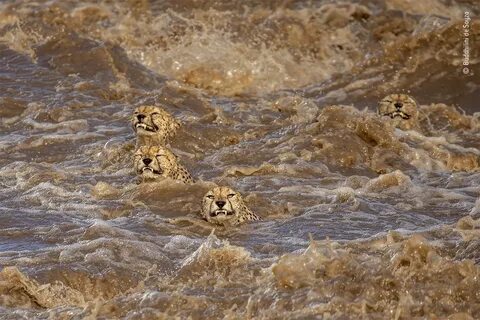 Wildlife photographer of the year 2024