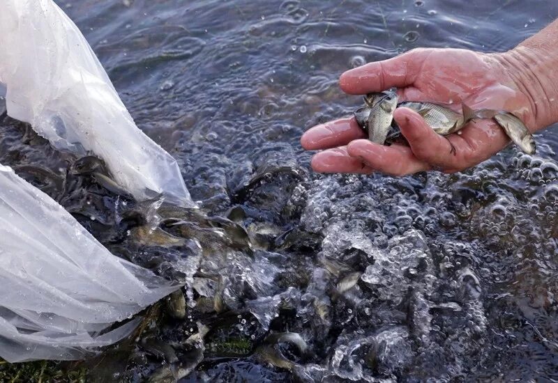 Добыча водных биоресурсов. Водные биоресурсы. Защита водных биоресурсов. Водные биоресурсы и аквакультура. Охрана водных биологических ресурсов.