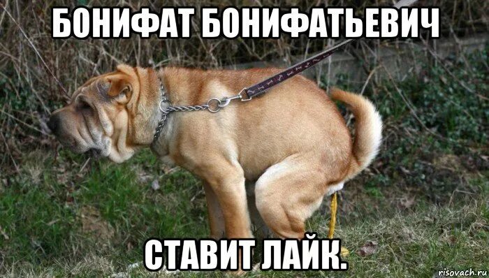 Мем: "собака сутулая собака пестрая" - Все шаблоны - Meme-arsenal.com