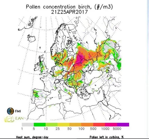Карта пыльцы березы. Пыльца березы карта распространения. Карта пыльцы. Allergotop. Гисметео пыльца березы