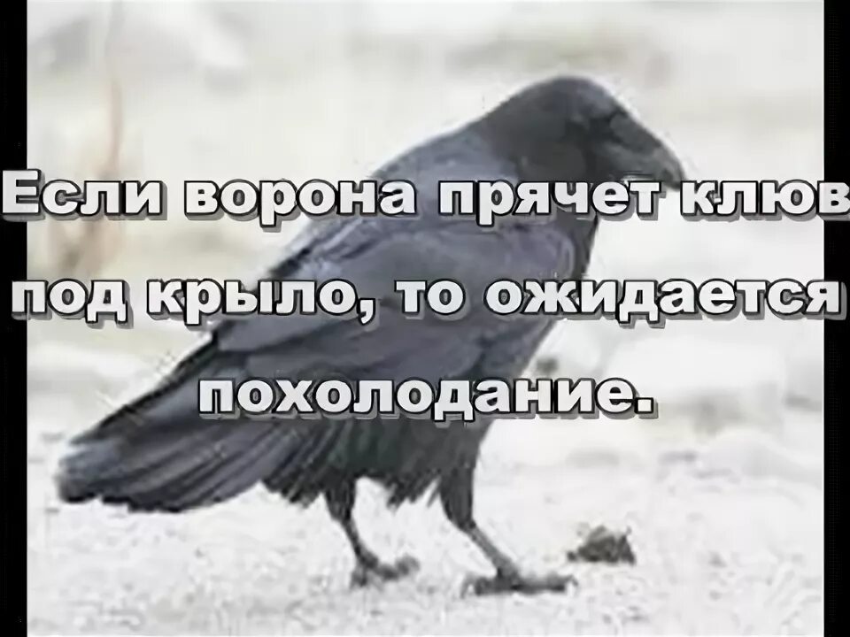 Предсказание от черного ворона пессимиста 9 букв. Ворона прячет клюв под крыло. Ворона прячет клюв под крыло примета. Пророчество ворона. Ворона прячет клюв под крыло картинка.