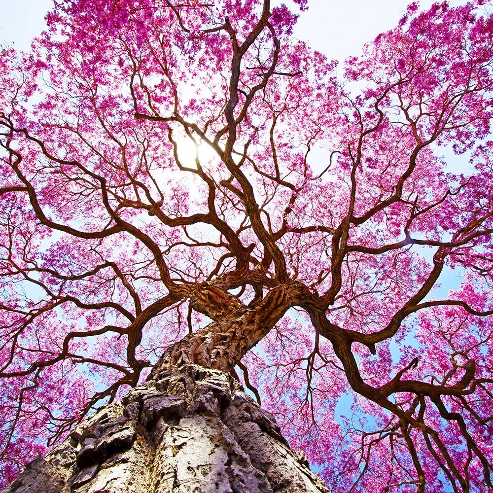 Дерево ценят. Табебуйя дерево. Pau d’Arco дерево. Розовое дерево пау Бразил.