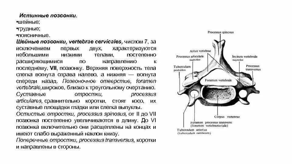 Сонный бугорок vi шейного позвонка - tuberculum caroticum. Сонный бугорок поперечного отростка 6 шейного позвонка. Сонный бугорок 7 шейного позвонка. Сонный бугорок.