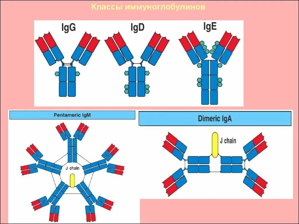 Иммуноглобулин g о чем говорит. Классы иммуноглобулинов организма человека. Классификация иммуноглобулинов. Фракции иммуноглобулинов. Иммуноглобулины микробиология.