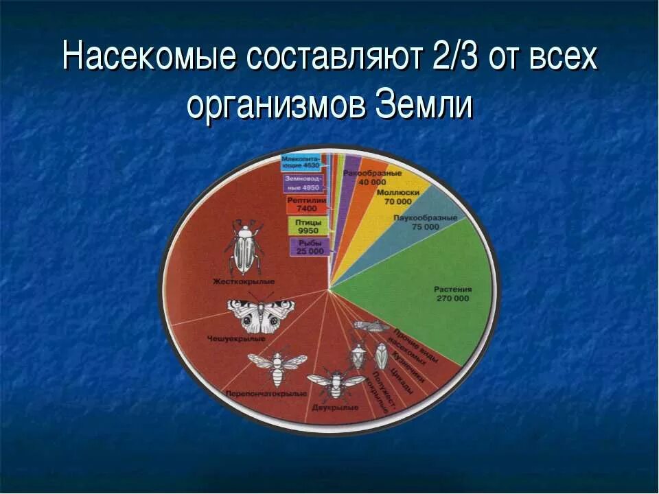 Количество живых организмов на земле. Число видов насекомых. Численность насекомых. Количество насекомых на земле. Численность насекомых на планете.