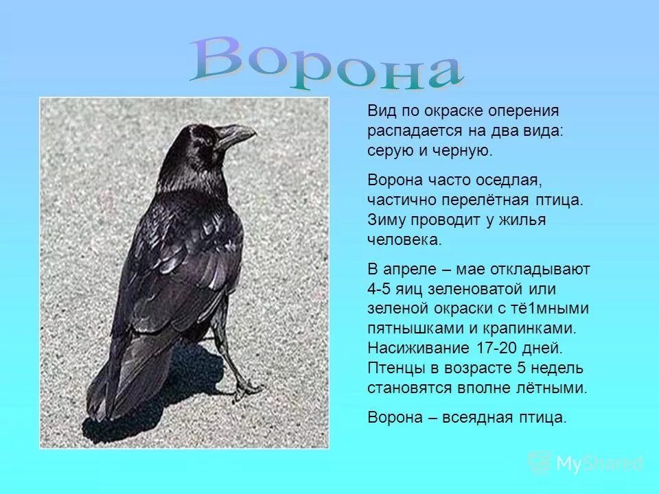 Сравнение 2 птиц. Ворон описание. Описание вороны. Ворона описание птицы. Описание о вороне.