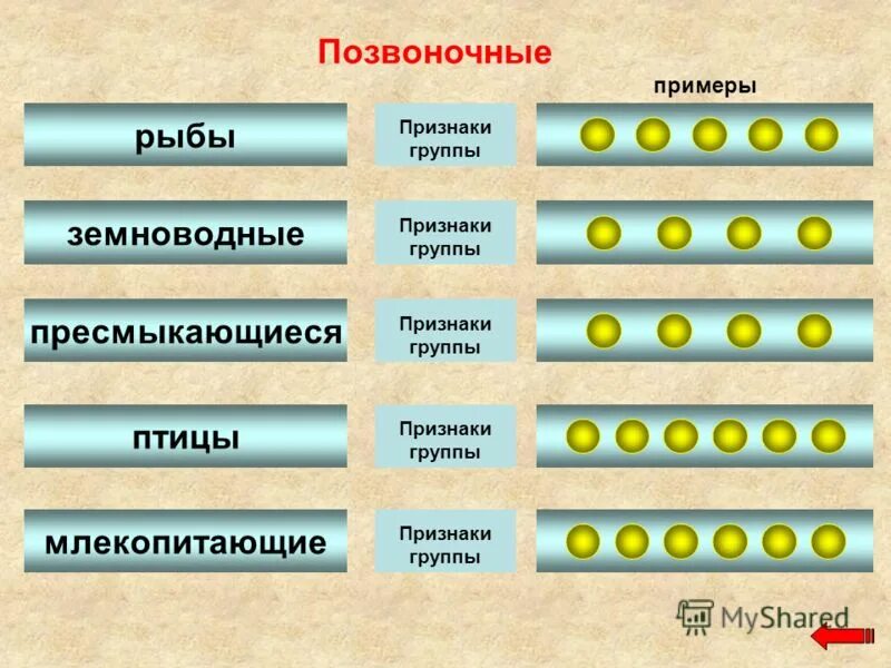 Признаки рыб и земноводных. Признаки группы позвоночных. земноводные пресмыкающиеся птицы млекопитающие. класс рыбы земноводные пресмыкающиеся птицы млекопитающие. земноводные признаки группы.