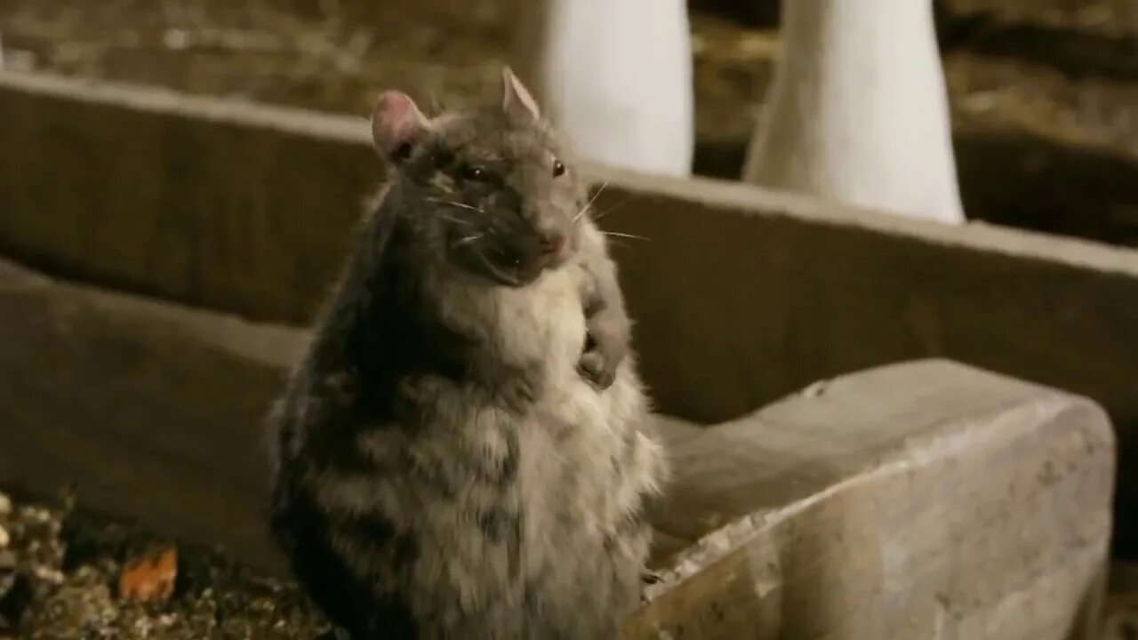 Крыса гифка. Лабиринт для крыс. Мышь в лабиринте. Гифки с крысами. Видео где бегает мышка
