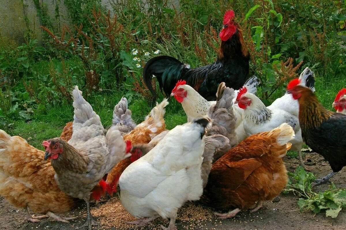 Голландские куры несушки породы. Ереванская красная порода кур. Кур кур кур. Домашняя птица. Хорошие куры для домашнего хозяйства