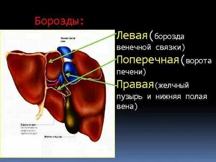 Печень левая