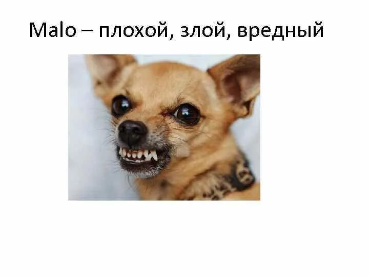 Был вреднее и злее всех левонтьевских ребят