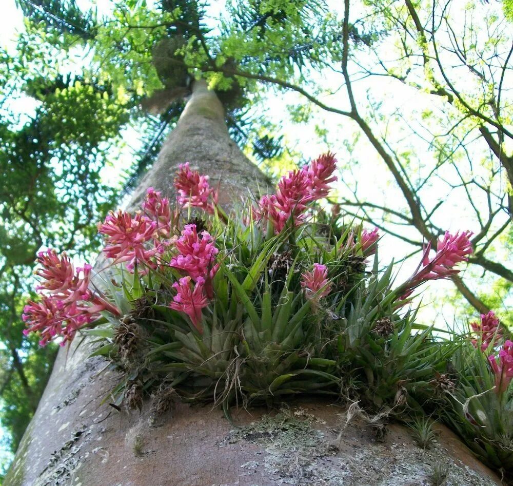 Эпифит и дерево тип. Бромелия эпифит. Растения Эпифиты. Эпифиты Bromeliad. Эпифиты Северной Америки.