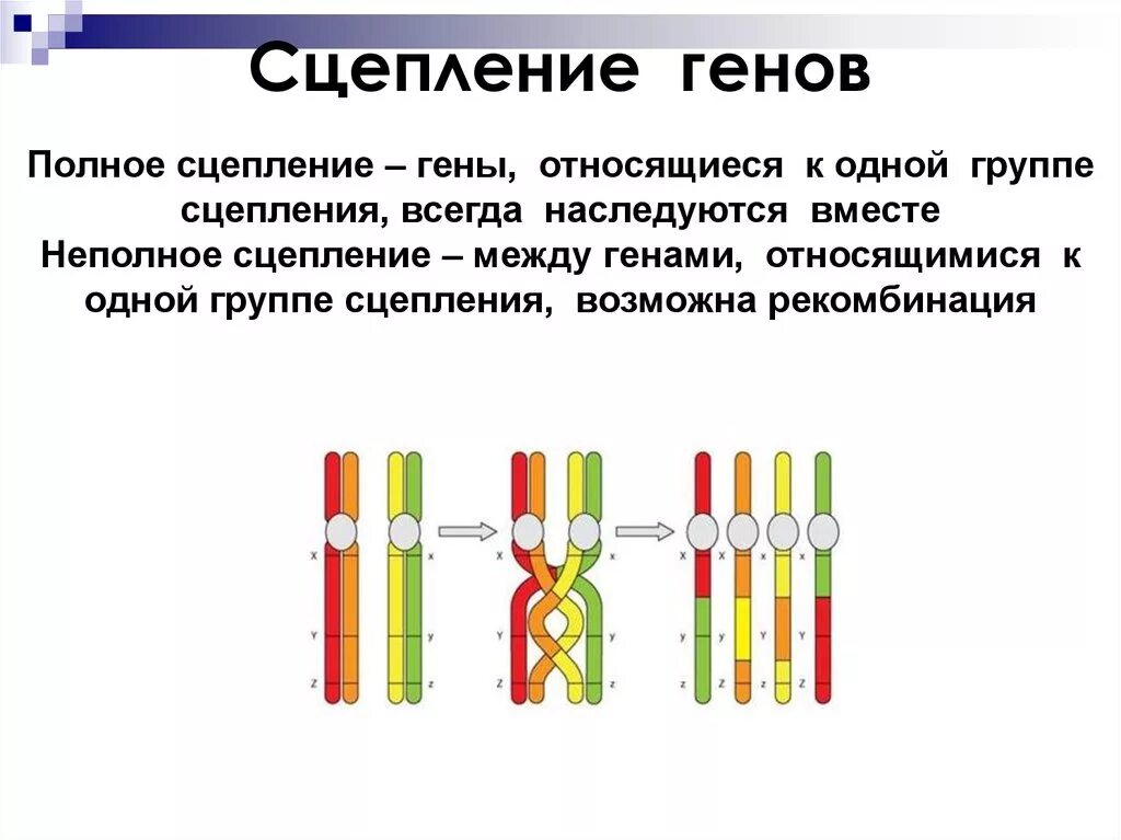 Полное сцепление исследуемых генов