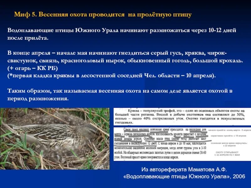 Особенности водоплавающих птиц. Петли на водоплавающую птицу. Мясо водоплавающих птиц особенно опасно из-за наличия у них. Мясо и птица водоплавающих птиц является причиной развития.