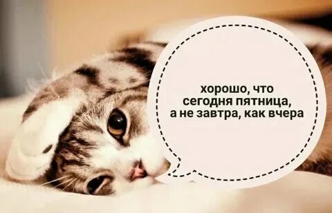 Доброе утро с пятницей с котиками
