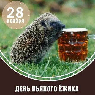 День пьяного ежика