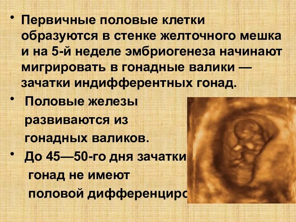 Эволюция слюнных желез позвоночных. Первичный пол. Первичный пол. Источник развития половых клеток:. Первичный пол.
