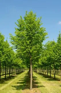 Tilia cordata komsta mini
