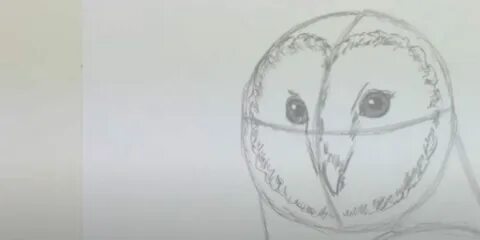 Как нарисовать полярную сову