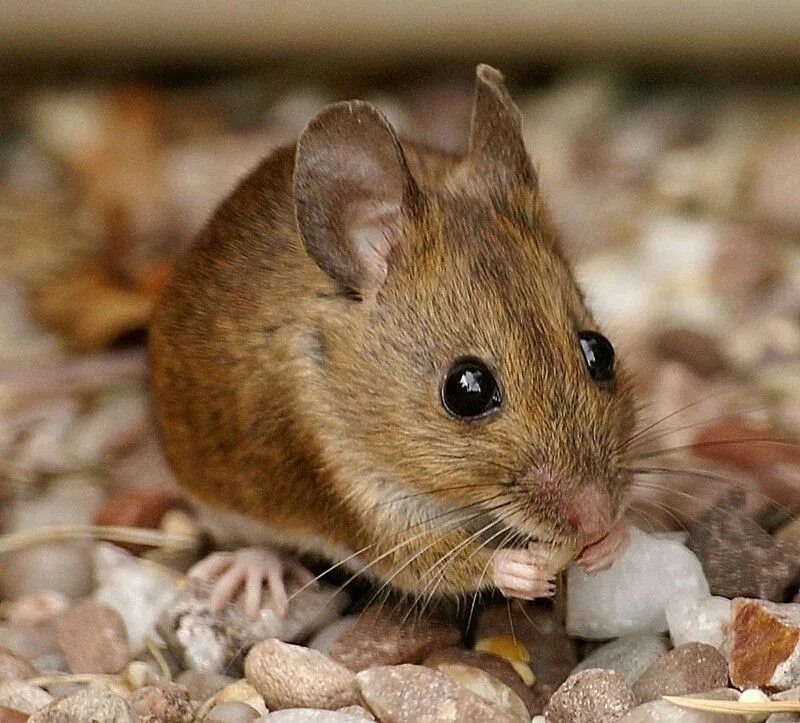 Мышь бурая полевка. Apodemus sylvaticus. Желтогорлая мышь. Восточноазиатская мышь Apodemus peninsulae Thomas, 1907.