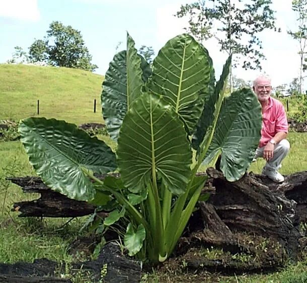 Алоказия слоновье ухо. Колоказия блэк мэджик. Алоказия elephant ear. Цветок слоновые уши. Цветок слоновые уши.