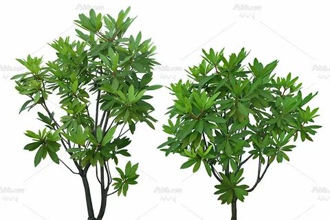 Plant off
