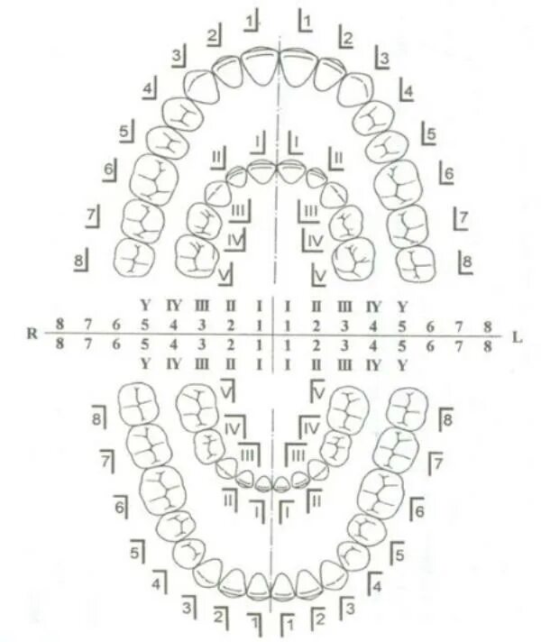 Зуб 1 8. Нумерация зубов в стоматологии схема. Схема зубов человека с нумерацией. Нумерация зубов человека в стоматологии схема у взрослых. Нумерация зубов нижней челюсти человека.