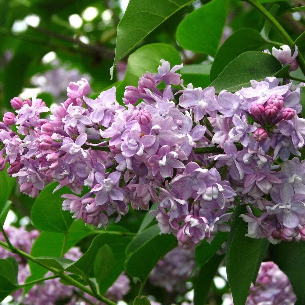 Известно что сирень обыкновенная. Сирень Syringa vulgaris. Сирень обыкновенная (Syringa vulgaris). Сирень обыкновенная (Syringa vulgaris pamiec o Wawilowie. Сирень обыкновенная память о Вавилове.