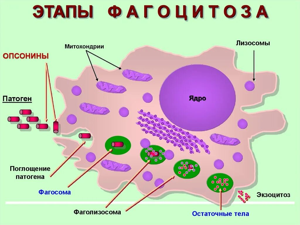 Фагосома и фаголизосома. Лизосомы и фагосомы. Клетки опсонины. Функция фаголизосомы.