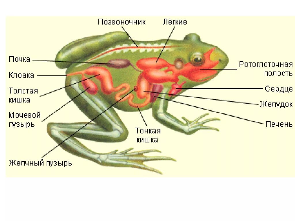 Расположи органы пищеварительной системы земноводного. Выделительная система бесхвостых земноводных. Система выделения у земноводных. Выделительная система лягушки. Выделительная система система земноводных кратко.