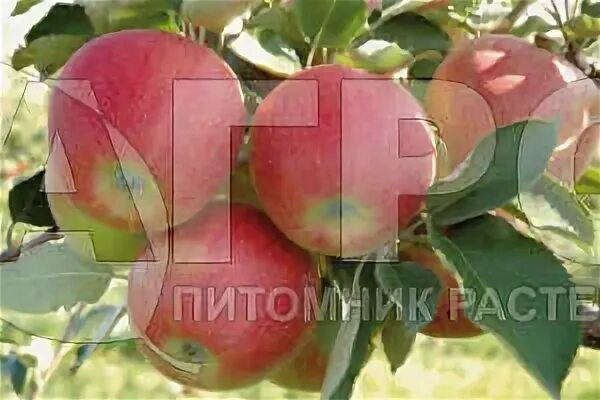 Яблоня г