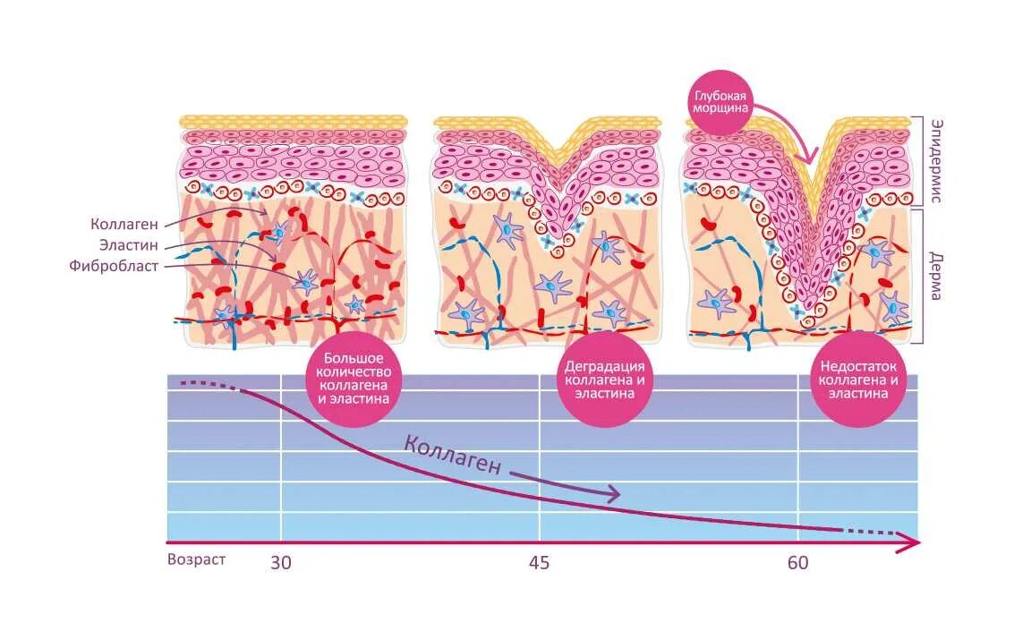 Коллаген эластин фибробласты. Строение кожи коллаген эластин. Какие клетки кожи синтезируют коллаген. Витамины для выработки коллагена и эластина в организме.