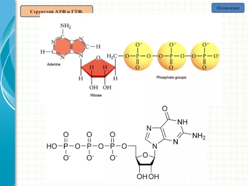 Атф структурная. ГДФ структурная формула. Строение АТФ биохимия. АТФ ГТФ УТФ ЦТФ формулы. АТФ И ГТФ строение.