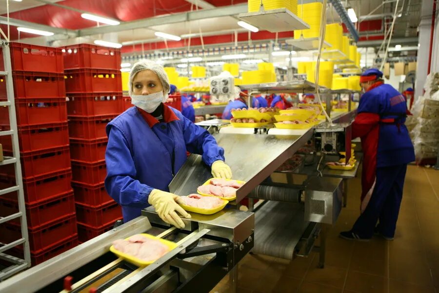 упаковщик на птицефабрику. упаковщики фасовщики. сборщик шампиньонов. васильевская птицефабрика укладчик упаковщик. укладчик мороженого.