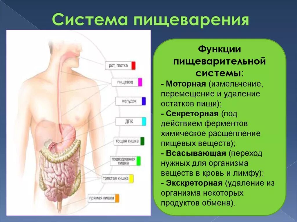 Процесс пищеварения значение. Функции пищеварительной системы. Роль пищеварительной системы в организме человека. Функции системы пищеварения. Строение и функции пищеварительной системы.