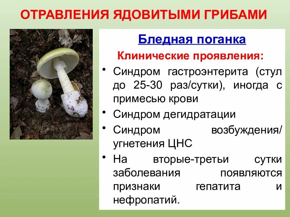 Как называется гриб вызвавший глобальную пандемию. Бледная поганка шляпочный гриб. бледная поганка гриб отравление. фаллоидины бледной поганки. бледная поганка шляпка снизу.