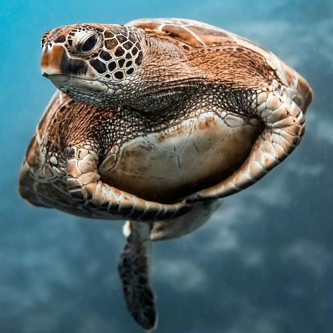 Картинка морская черепаха. Тортуга черепаха. Морская черепаха и Черепашата. Морская черепаха бисса. Хоксбильская морская черепаха.