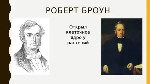 Р броун открытие