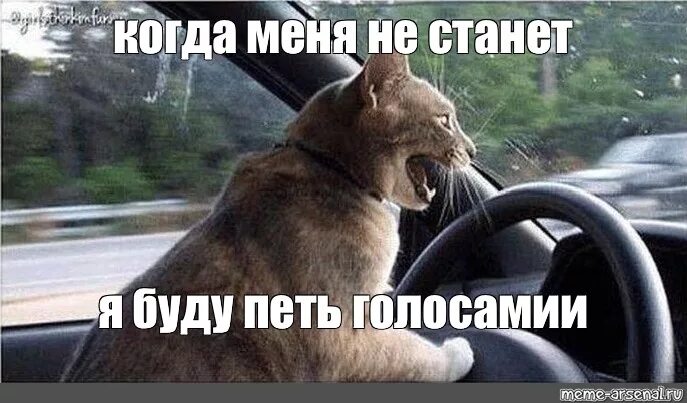 Текст песни. Кошка с микрофоном. Давай лучше будем петь. Петь приятно и удобно слова. Тексты песен.