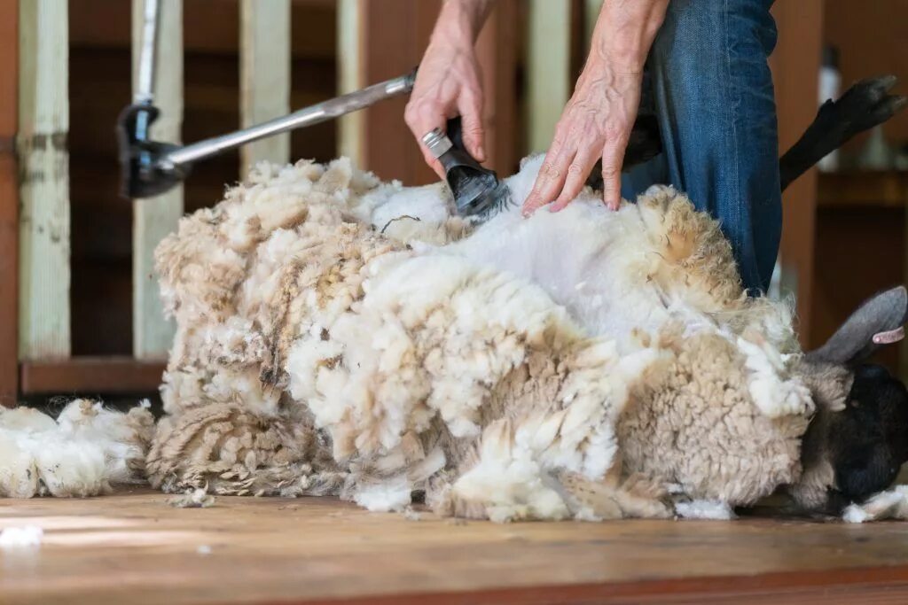 Мытье шерсти. Стрижка овец. Стрижка шерсти овец. Машинка для стрижки овец. Механическая стрижка овец.