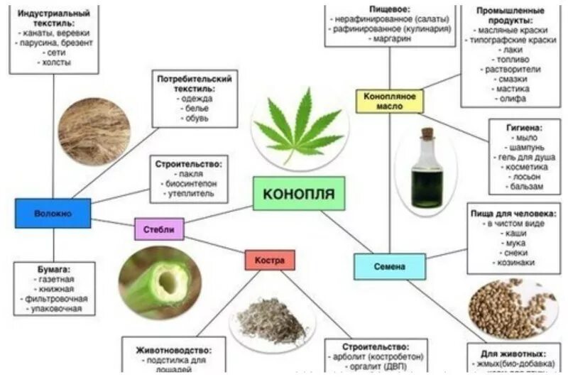 Условия использования содержатся в. Продукция из технической конопли. Продукты из технической конопли. Техническая конопля продукты. Марихуаны семена схема.