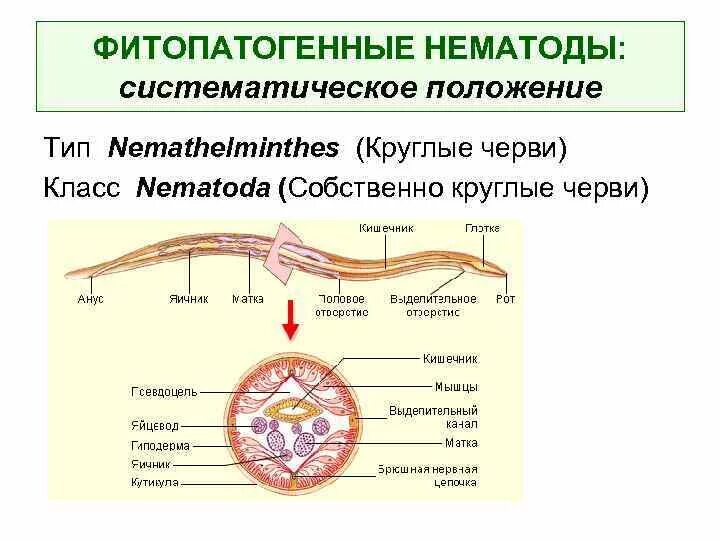 Круглые черви к какому классу относятся. Круглые черви нематоды строение. тип круглые черви нематоды. внешнее строение круглых червей нематод. круглые черви строение систем.
