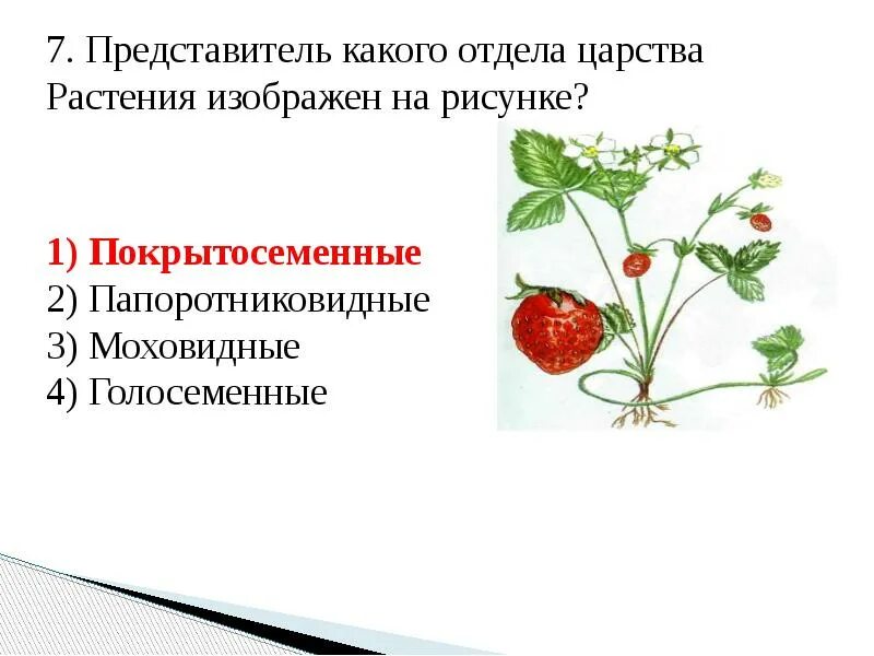 Признаки растений огэ. Голосеменные и покрытосеменные растения. семена голосеменных и покрытосеменных растений. представитель какого отдела царства растения изображен. представитель какого царства растения изображен на рисунке.