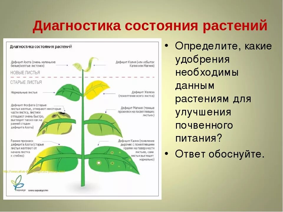 Недостаток питания у растений. Нехватка Минеральных веществ в растении. Симптомы недостатка питательных веществ у растений. Признаки нехватки у растений.