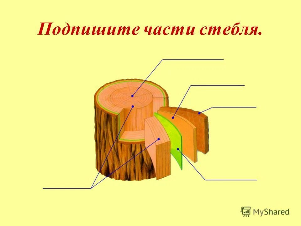 Поперечный срез стебля биология 6 класс. Строение стебля 6 класс. Часть поперечного среза стебля трехлетнего побега липы. Строение стебля липы 6 класс биология. Клеточное строение стебля.