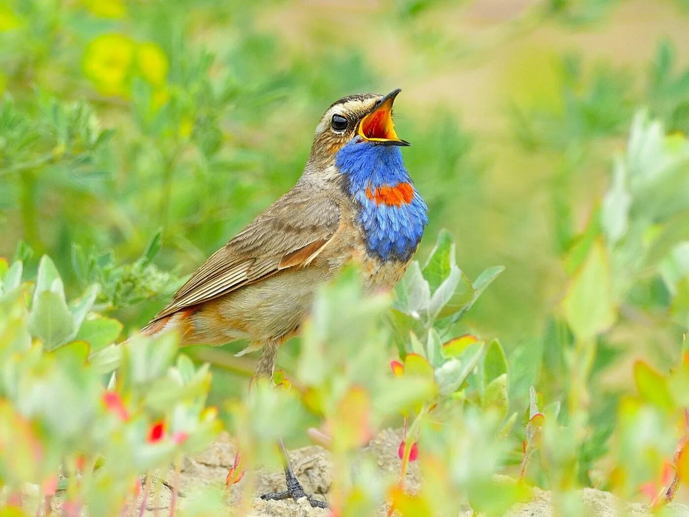 Животный мир луга птицы. Гнездо лугового конька. Птицы луга. Обои с птицами. Животные луга птицы.