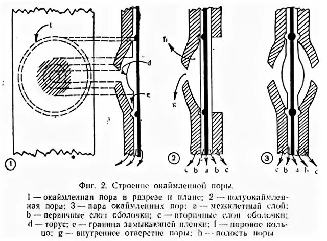 Моллюски радула. Строение боковой линии у рыб. Окаймленные поры. Костные стенки глазницы анатомия. Акне кожа схема сальные железы.