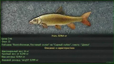 Реальная рыбалка волга на что ловить