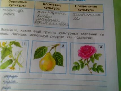 Подпиши рисунки используя слова